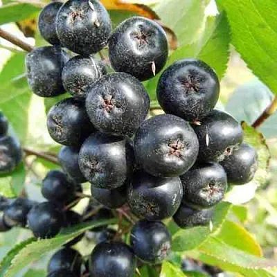 саженцы аронии саженцы аронии