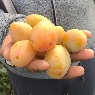 Слива ЯХОНТОВАЯ в Тюмени