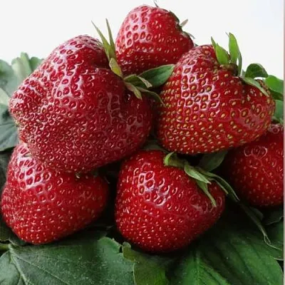 Клубника НАБИЛА  Клубника НАБИЛА в Тюмени