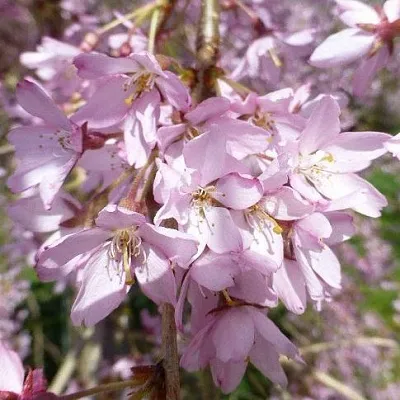 Сакура ПЕНДУЛА РУБРА  Сакура ПЕНДУЛА РУБРА в Тюмени