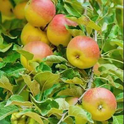 Яблоня ПАМЯТЬ БЛЫНСКОГО колонновидная в Тюмени