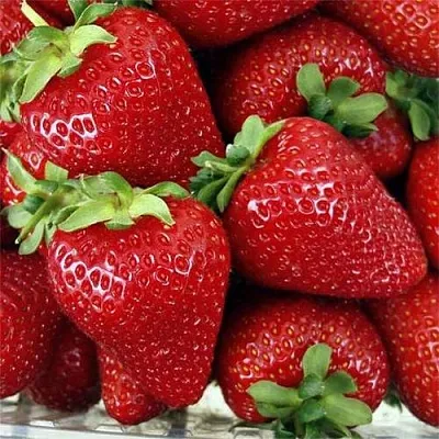 Клубника СКАЛА  Клубника СКАЛА в Тюмени