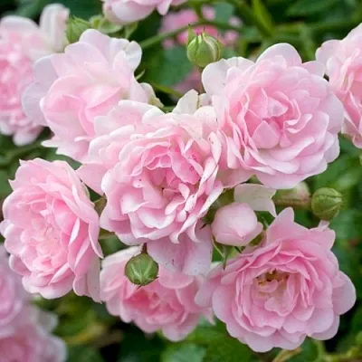 Саженцы роз ЗЕ ФЕЙРИ почвопокровная  Саженцы роз ЗЕ ФЕЙРИ почвопокровная в Тюмени