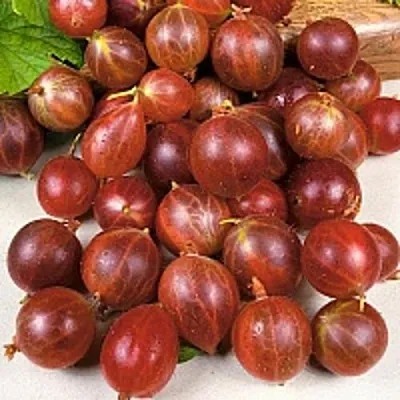 Крыжовник ОЛАВИ (ХИННОНМАЕН ПУНАЙНЕН) в Тюмени