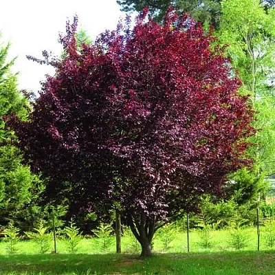 Декоративная в Тюмени