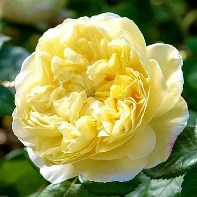 Саженцы роз ЧАРЛЬЗ ДАРВИН английская  Саженцы роз ЧАРЛЬЗ ДАРВИН английская в Тюмени