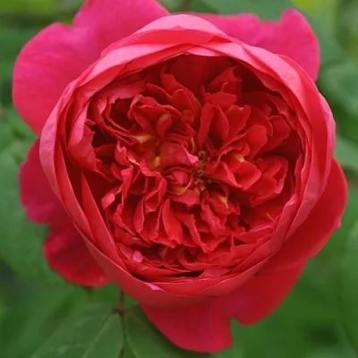 Саженцы роз БЕНДЖАМИН БРИТТЕН шраб  Саженцы роз БЕНДЖАМИН БРИТТЕН шраб в Тюмени