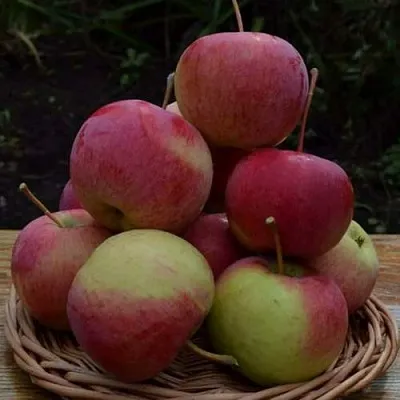 Яблоня РОДНИКОВАЯ в Тюмени