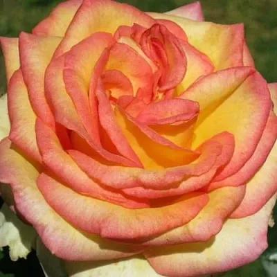 Саженцы роз АМАЗОНКА чайно-гибридная  Саженцы роз АМАЗОНКА чайно-гибридная в Тюмени