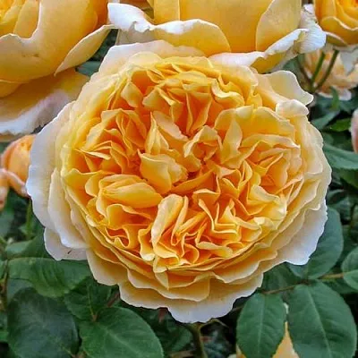 Саженцы роз БЕАТРИС английская  Саженцы роз БЕАТРИС английская в Тюмени