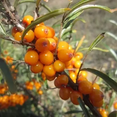 Облепиха СУДАРУШКА  Облепиха СУДАРУШКА в Тюмени