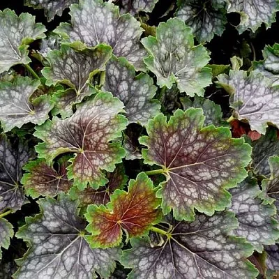 Гейхера МАРВЕЛОС МАРБЛ СИЛЬВЕР  Гейхера МАРВЕЛОС МАРБЛ СИЛЬВЕР в Тюмени