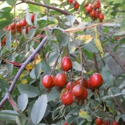 Саженцы роз сизая — описание сорта Саженцы роз сизая в Тюмени