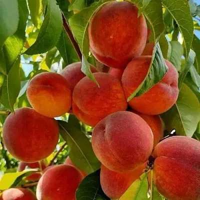 Персик ПОСОЛ МИРА  Персик ПОСОЛ МИРА в Тюмени