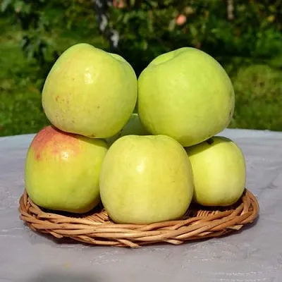 Яблоня БИРСКОЕ ГРУШЕВОЕ (БИЧИК) в Тюмени