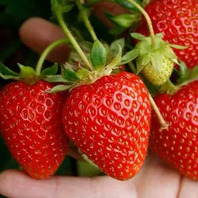 Клубника ПОРТОЛА ремонтантная  Клубника ПОРТОЛА ремонтантная в Тюмени