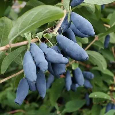 Жимолость съедобная ТОМИ японская  Жимолость съедобная ТОМИ японская в Тюмени