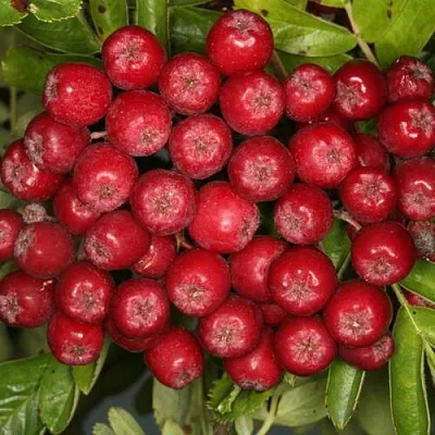 Рябина РУБИНОВАЯ сладкоплодная  Рябина РУБИНОВАЯ сладкоплодная в Тюмени