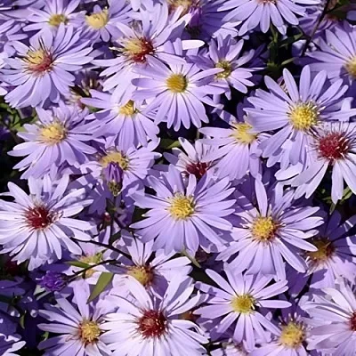 Астра БЛЮ ХЕВЕН сердцелистная  Астра БЛЮ ХЕВЕН сердцелистная в Тюмени