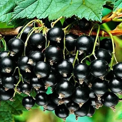 Смородина черная АТЛАНТ  Смородина черная АТЛАНТ в Тюмени