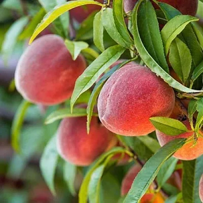 Персик РЭД ХЕВЕН  Персик РЭД ХЕВЕН в Тюмени