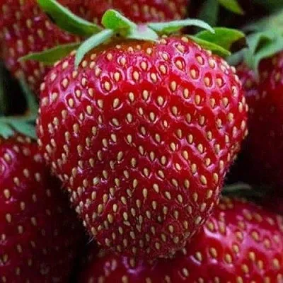 Клубника НАНДИ  Клубника НАНДИ в Тюмени