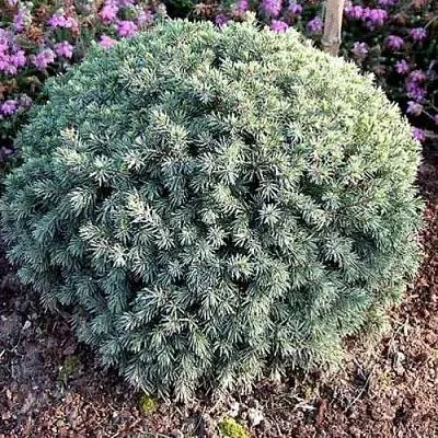 Ель ЭХИНИФОРМИС сизая  Ель ЭХИНИФОРМИС сизая в Тюмени