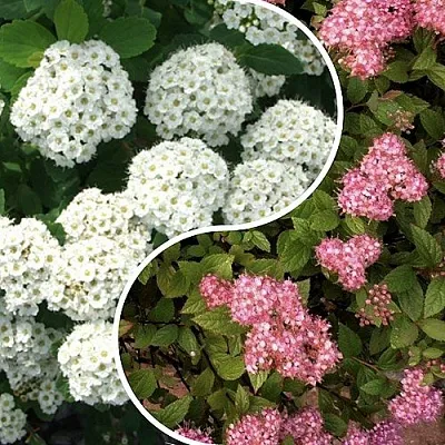 Комплект ТАЛАНТЛИВЫЙ САДОВОД в Тюмени