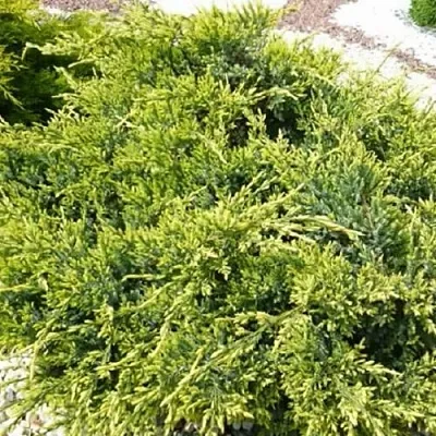 Можжевельник ГОЛД СТАР средний  Можжевельник ГОЛД СТАР средний в Тюмени