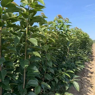 Саженцы оптом  Саженцы оптом в Тюмени