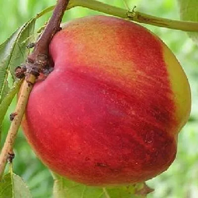 Нектарин СТАРК РЕД ГОЛД  Нектарин СТАРК РЕД ГОЛД в Тюмени