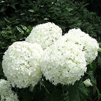 Гортензия АННАБЕЛЬ древовидная  Гортензия АННАБЕЛЬ древовидная в Тюмени