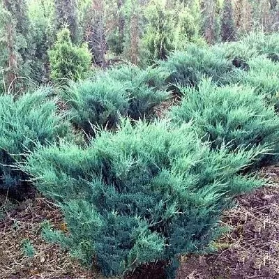 Можжевельник БЛЮ ДАНУБ казацкий  Можжевельник БЛЮ ДАНУБ казацкий в Тюмени