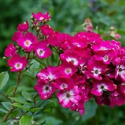 Саженцы роз МАРДЖОРИ ФЕЙР полиантовая  Саженцы роз МАРДЖОРИ ФЕЙР полиантовая в Тюмени