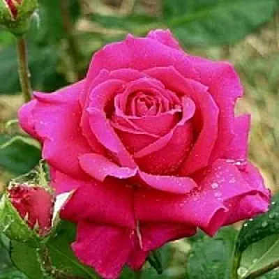 Саженцы роз ШАКИРА чайно-гибридная  Саженцы роз ШАКИРА чайно-гибридная в Тюмени