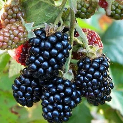 Ежевика ОУАЧИТА бесшипная — описание сорта Ежевика ОУАЧИТА бесшипная в Тюмени