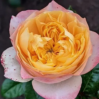 Саженцы роз ГОЛДЕН ВУВУЗЕЛА чайно-гибридная  Саженцы роз ГОЛДЕН ВУВУЗЕЛА чайно-гибридная в Тюмени