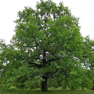 Дуб черешчатый  в Тюмени