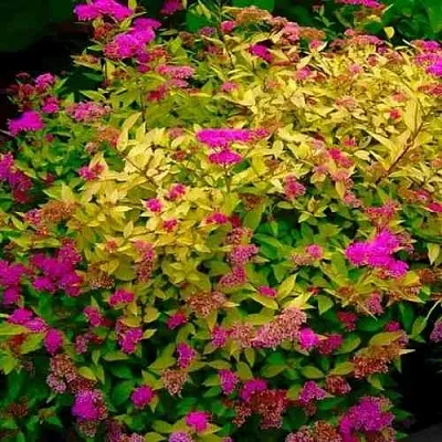 Спирея ГОЛДЕН ПРИНЦЕСС японская  Спирея ГОЛДЕН ПРИНЦЕСС японская в Тюмени