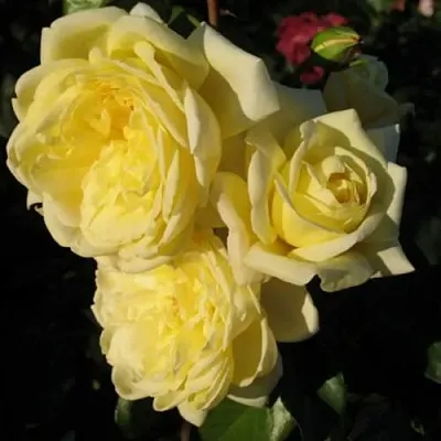 Саженцы роз КАЗИНО плетистая  Саженцы роз КАЗИНО плетистая в Тюмени