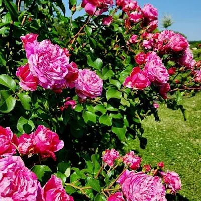 Саженцы роз ИНЕС САСТР плетистая  Саженцы роз ИНЕС САСТР плетистая в Тюмени