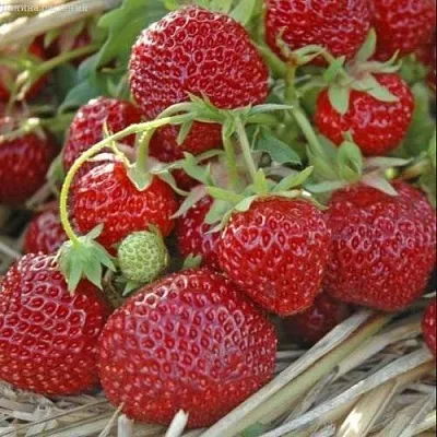 Клубника ЗЕНГА-ЗЕНГАНА  Клубника ЗЕНГА-ЗЕНГАНА в Тюмени