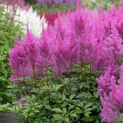 Астильба АМЕТИСТ Арендса  Астильба АМЕТИСТ Арендса в Тюмени