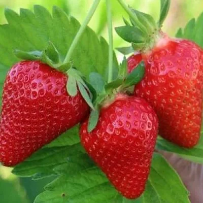 Клубника КЛОДИЯ  Клубника КЛОДИЯ в Тюмени