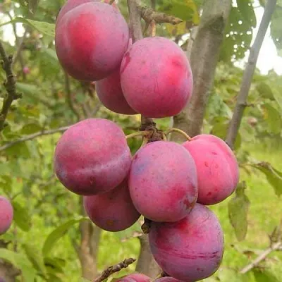 Слива ЭДИНБУРГСКАЯ в Тюмени