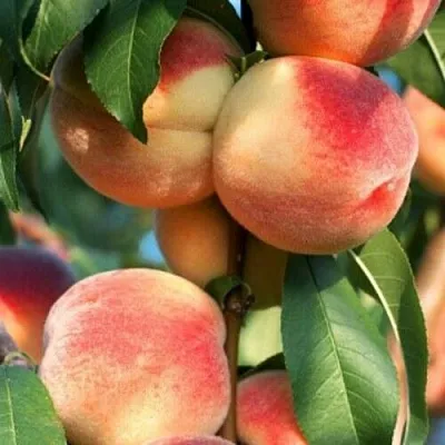 Персик ЛОЙКО 2  Персик ЛОЙКО 2 в Тюмени