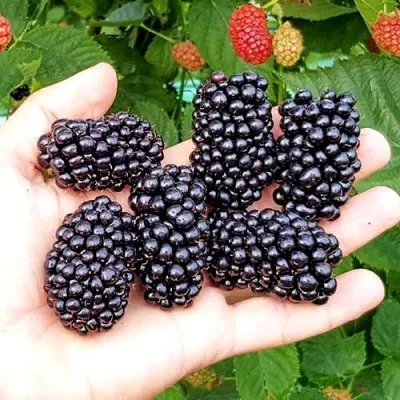 Ежевика ОУАЧИТА бесшипная — описание сорта Ежевика ОУАЧИТА бесшипная в Тюмени