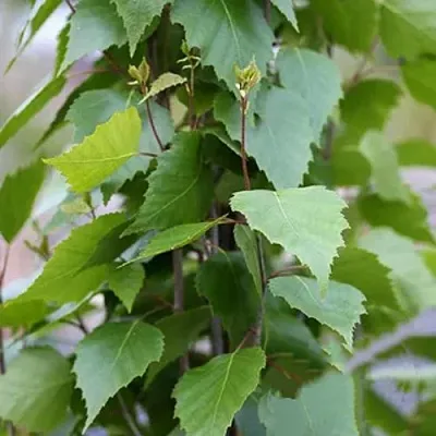 Береза ФАСТИГИАТА повислая  в Тюмени