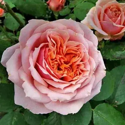 Саженцы роз ПОЛЬ БОКЮЗ шраб  Саженцы роз ПОЛЬ БОКЮЗ шраб в Тюмени