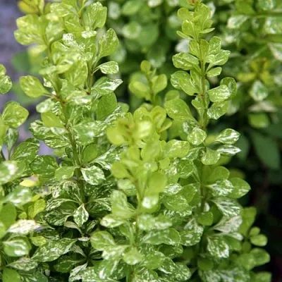 Барбарис ПАУ ВАУ тунберга в Тюмени